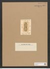 Amphiprora chinensis Grev. (de-Toni-Nr.: Genus 29, Species 1360) Zeichnungen Sammlung Grunow Nr. 2579 (NHMW-BOT-W0369764)